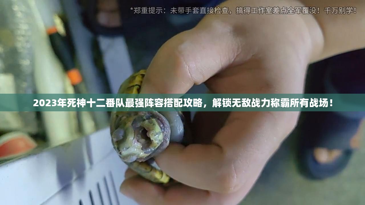 2023年死神十二番隊最強陣容搭配攻略，解鎖無敵戰(zhàn)力稱霸所有戰(zhàn)場！