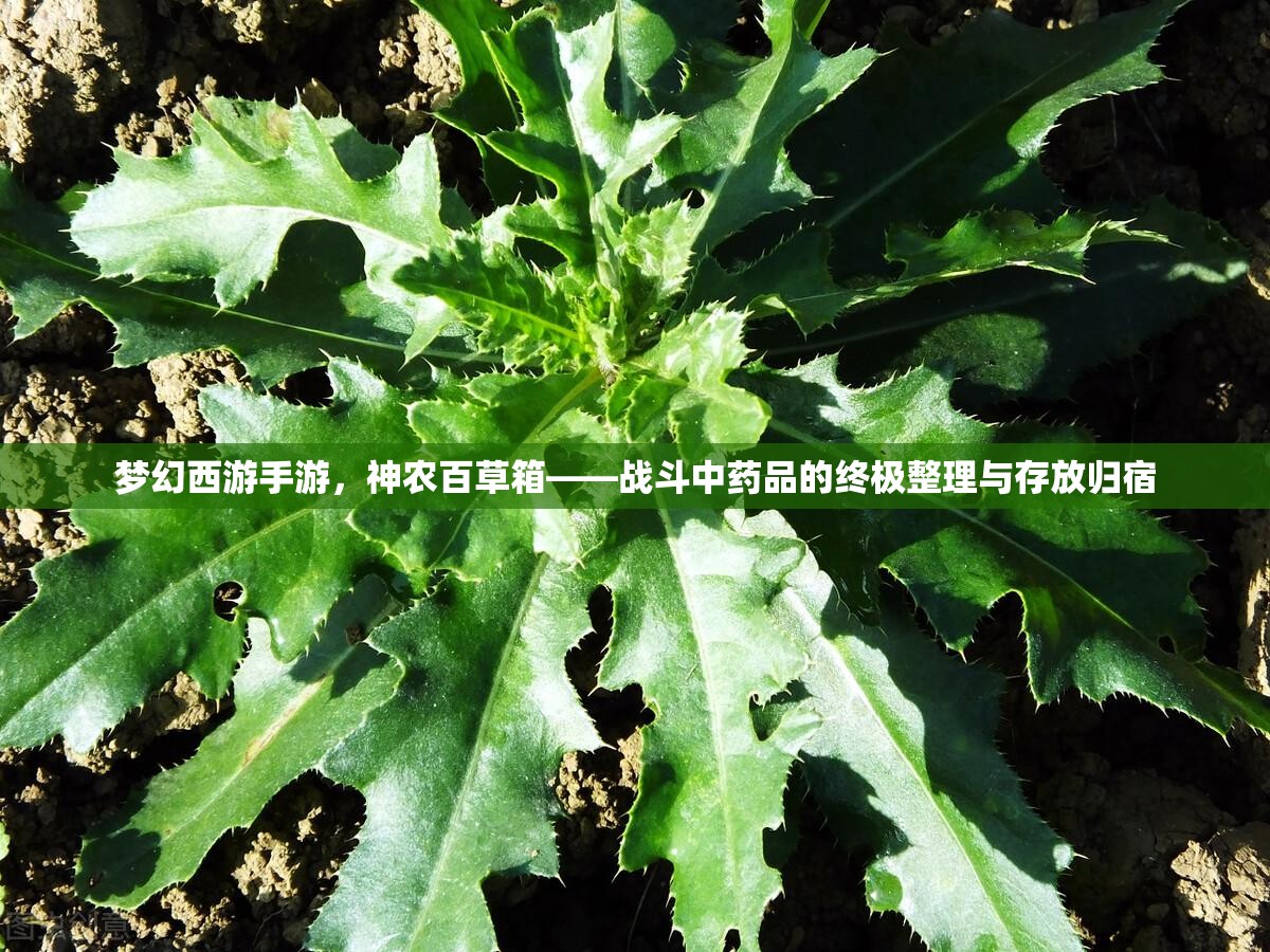 夢幻西游手游，神農(nóng)百草箱——戰(zhàn)斗中藥品的終極整理與存放歸宿