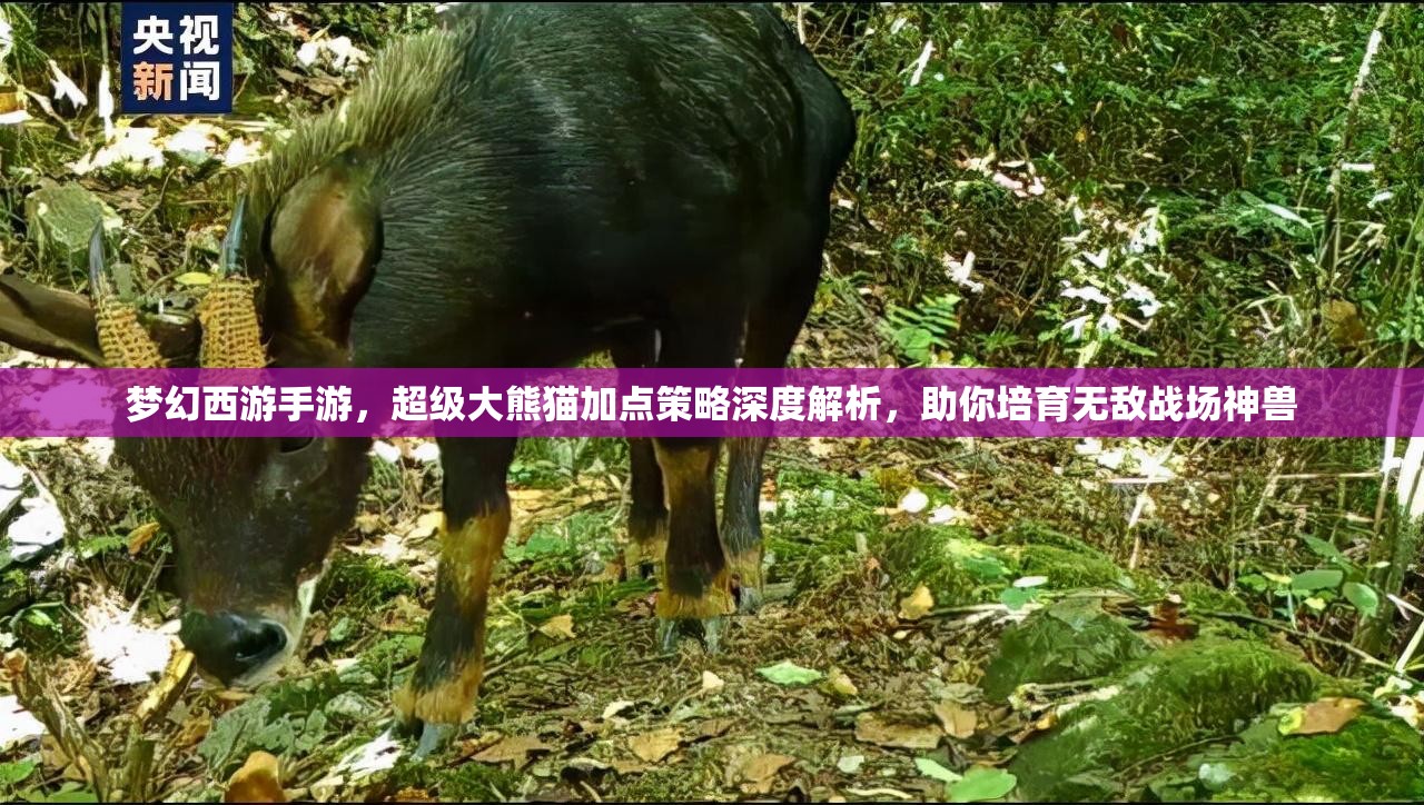 夢幻西游手游，超級大熊貓加點策略深度解析，助你培育無敵戰(zhàn)場神獸
