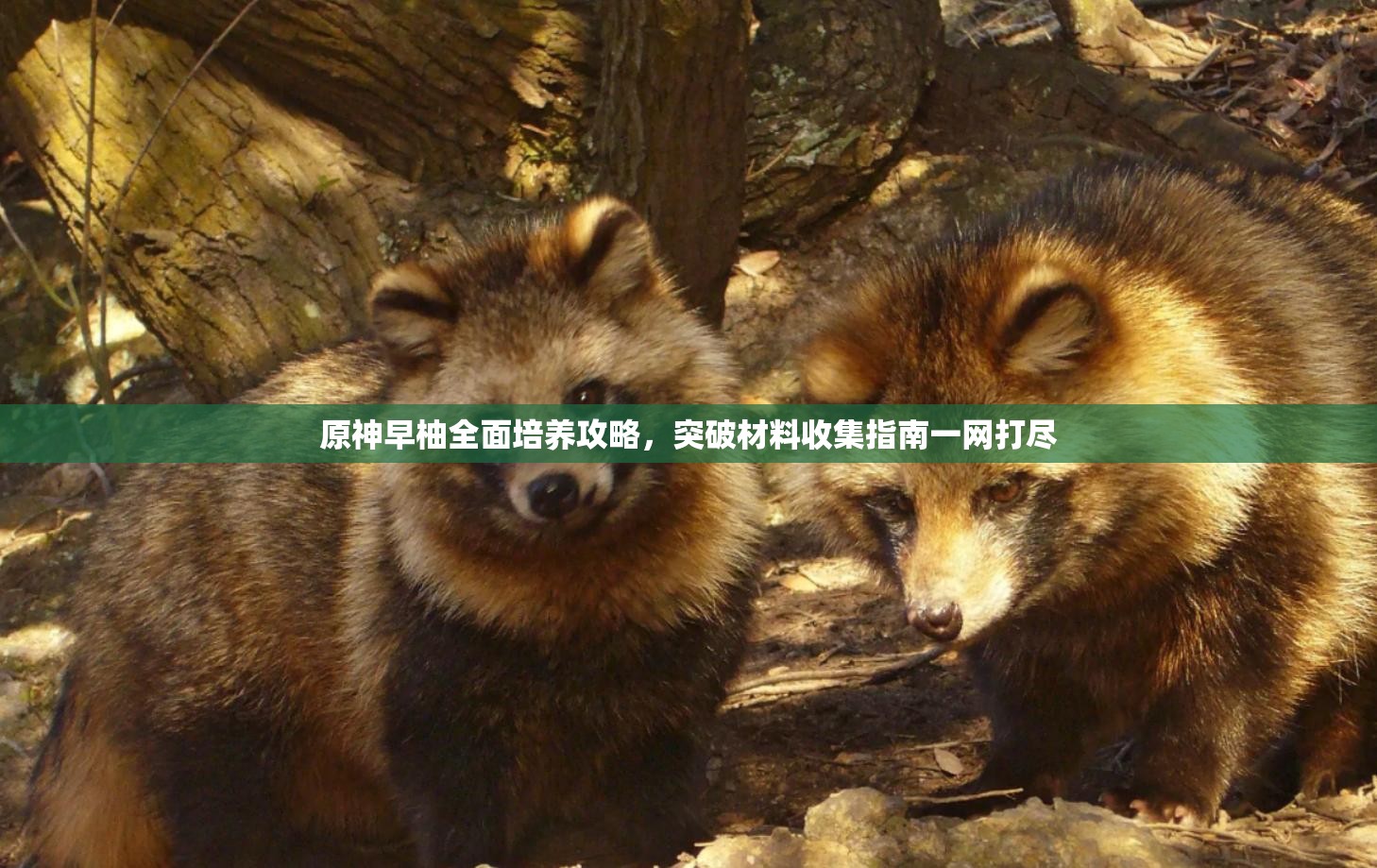 原神早柚全面培養(yǎng)攻略，突破材料收集指南一網(wǎng)打盡