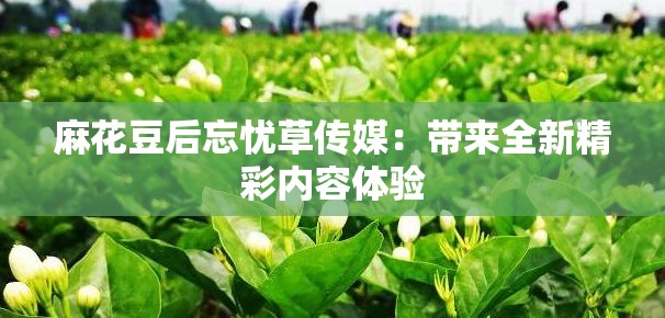 麻花豆后忘憂草傳媒：帶來全新精彩內(nèi)容體驗(yàn)