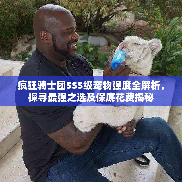 瘋狂騎士團SSS級寵物強度全解析，探尋最強之選及保底花費揭秘