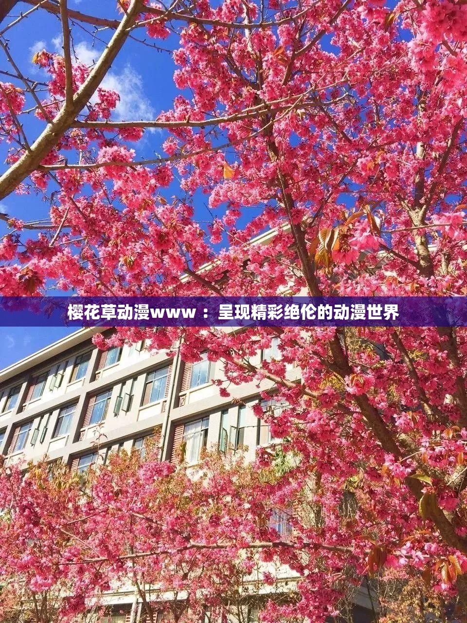櫻花草動(dòng)漫www ：呈現(xiàn)精彩絕倫的動(dòng)漫世界