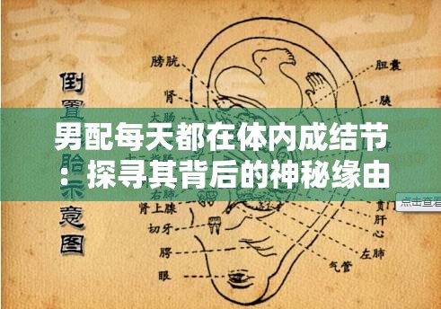 男配每天都在體內(nèi)成結(jié)節(jié)：探尋其背后的神秘緣由