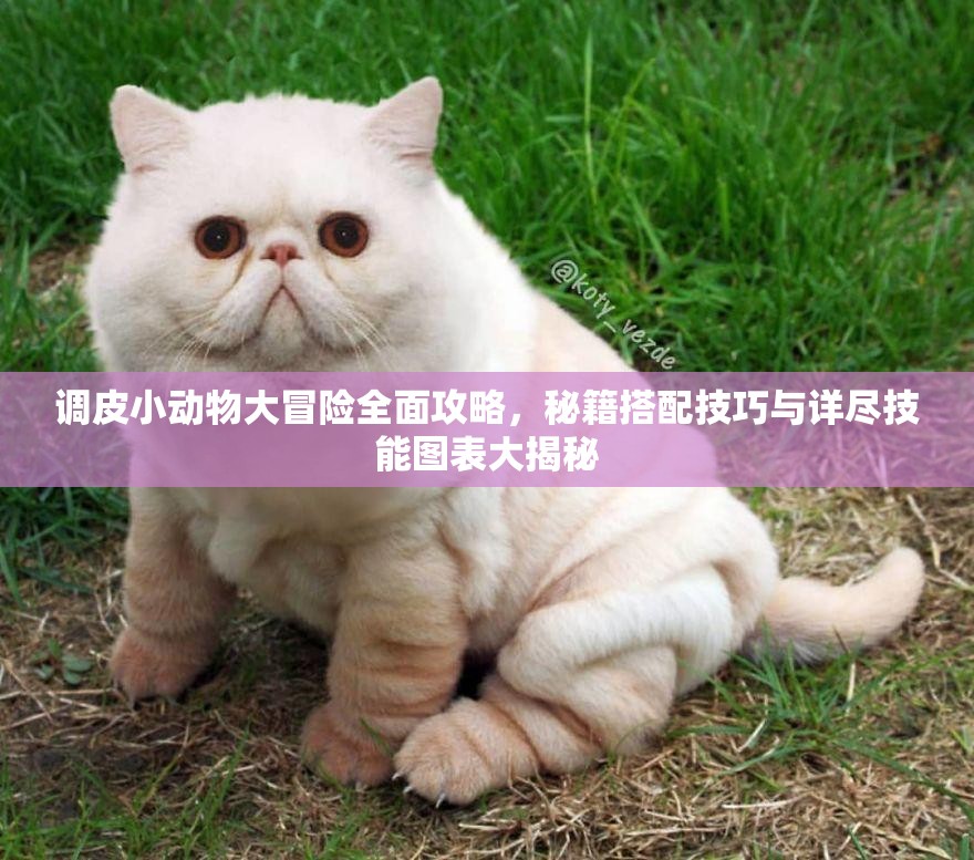 調(diào)皮小動物大冒險全面攻略，秘籍搭配技巧與詳盡技能圖表大揭秘