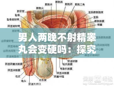 男人兩晚不射精睪丸會變硬嗎：探究此現(xiàn)象背后的原理