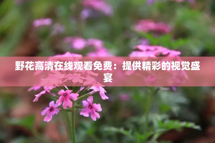 野花高清在線觀看免費：提供精彩的視覺盛宴