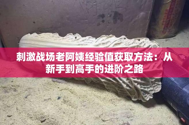 刺激戰(zhàn)場老阿姨經(jīng)驗值獲取方法：從新手到高手的進階之路