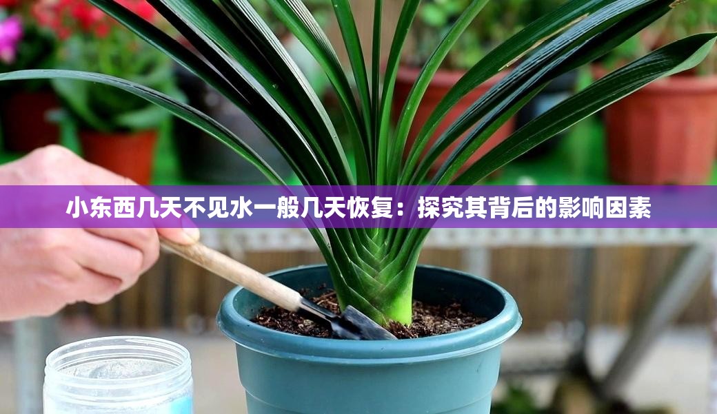 小東西幾天不見水一般幾天恢復：探究其背后的影響因素