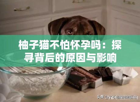 柚子貓不怕懷孕嗎：探尋背后的原因與影響