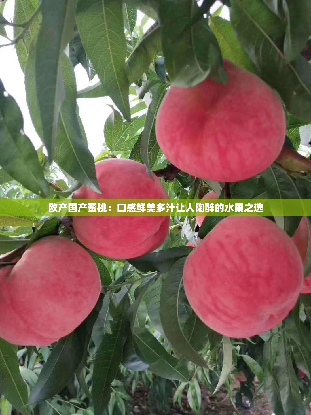 歐產(chǎn)國(guó)產(chǎn)蜜桃：口感鮮美多汁讓人陶醉的水果之選