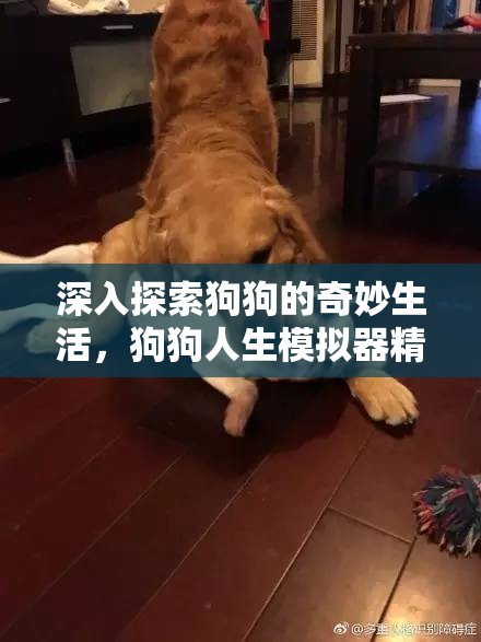 深入探索狗狗的奇妙生活，狗狗人生模擬器精彩截圖全面大揭秘