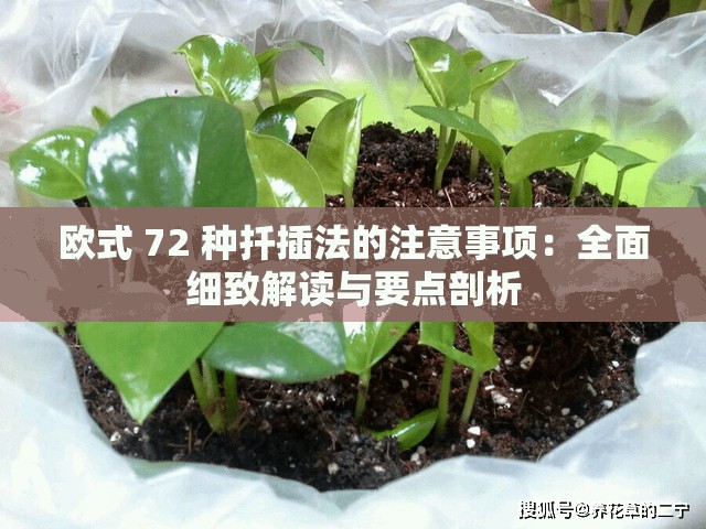 歐式 72 種扦插法的注意事項(xiàng)：全面細(xì)致解讀與要點(diǎn)剖析