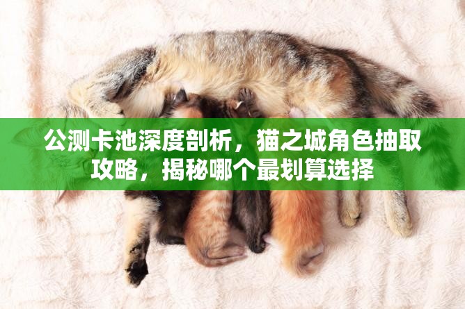 公測卡池深度剖析，貓之城角色抽取攻略，揭秘哪個最劃算選擇