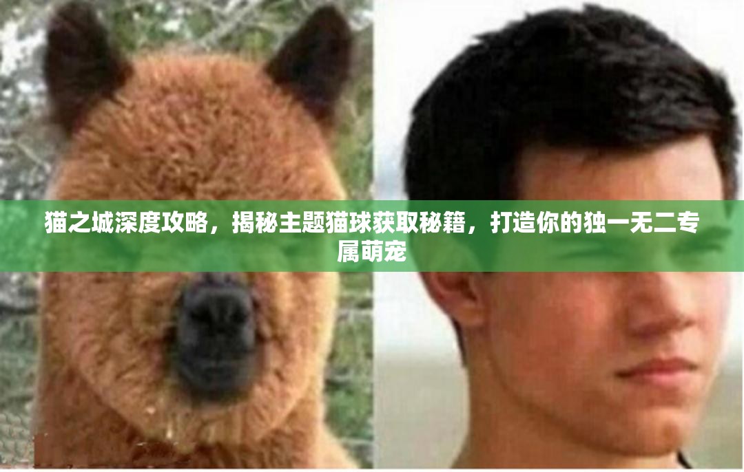 貓之城深度攻略，揭秘主題貓球獲取秘籍，打造你的獨一無二專屬萌寵