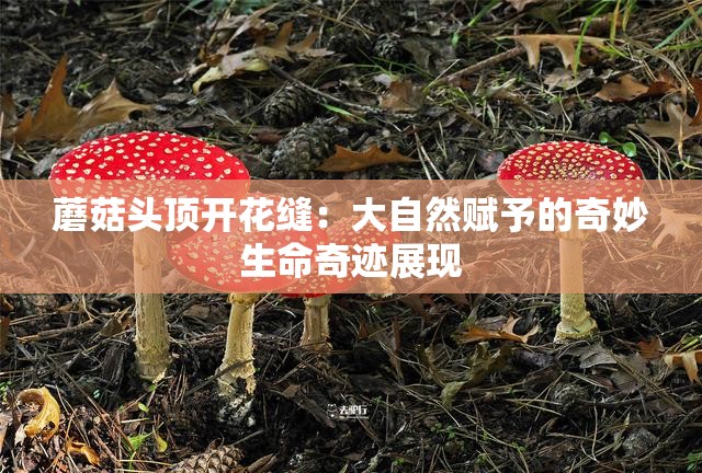 蘑菇頭頂開花縫：大自然賦予的奇妙生命奇跡展現(xiàn)