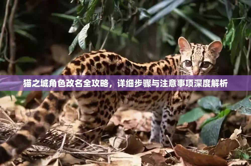 貓之城角色改名全攻略，詳細(xì)步驟與注意事項(xiàng)深度解析