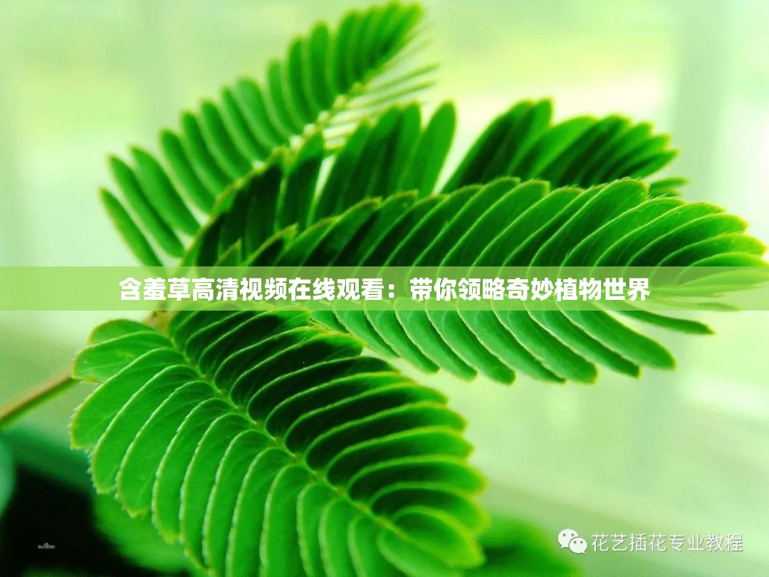 含羞草高清視頻在線觀看：帶你領(lǐng)略奇妙植物世界