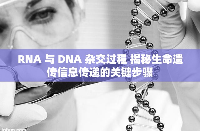 RNA 與 DNA 雜交過程 揭秘生命遺傳信息傳遞的關鍵步驟