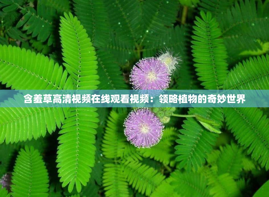 含羞草高清視頻在線觀看視頻：領(lǐng)略植物的奇妙世界