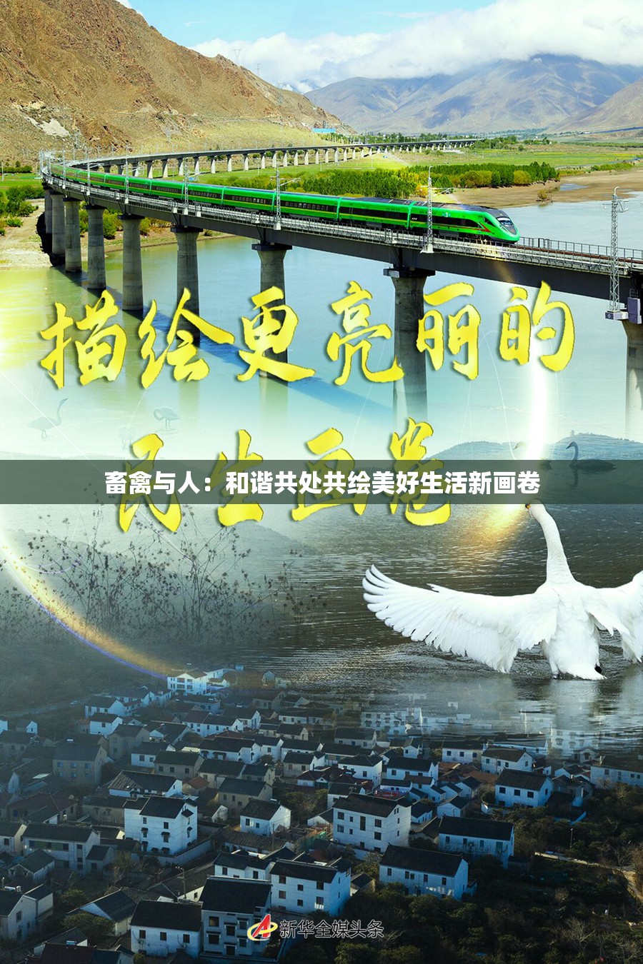 畜禽與人：和諧共處共繪美好生活新畫卷