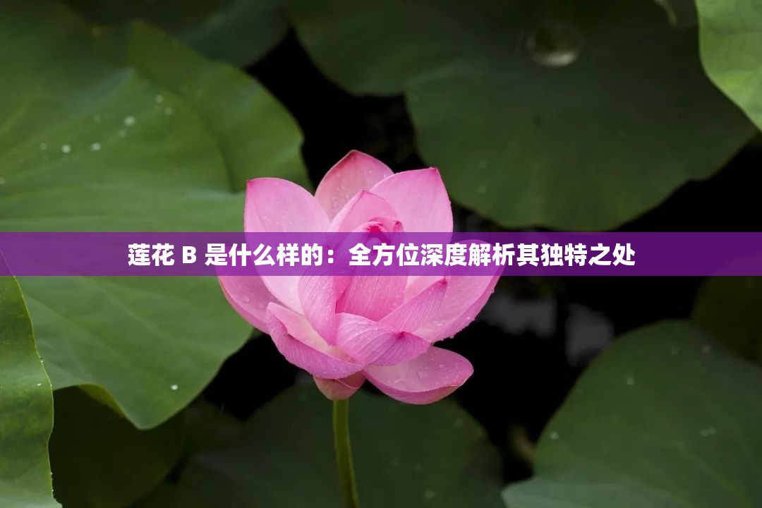 蓮花 B 是什么樣的：全方位深度解析其獨(dú)特之處