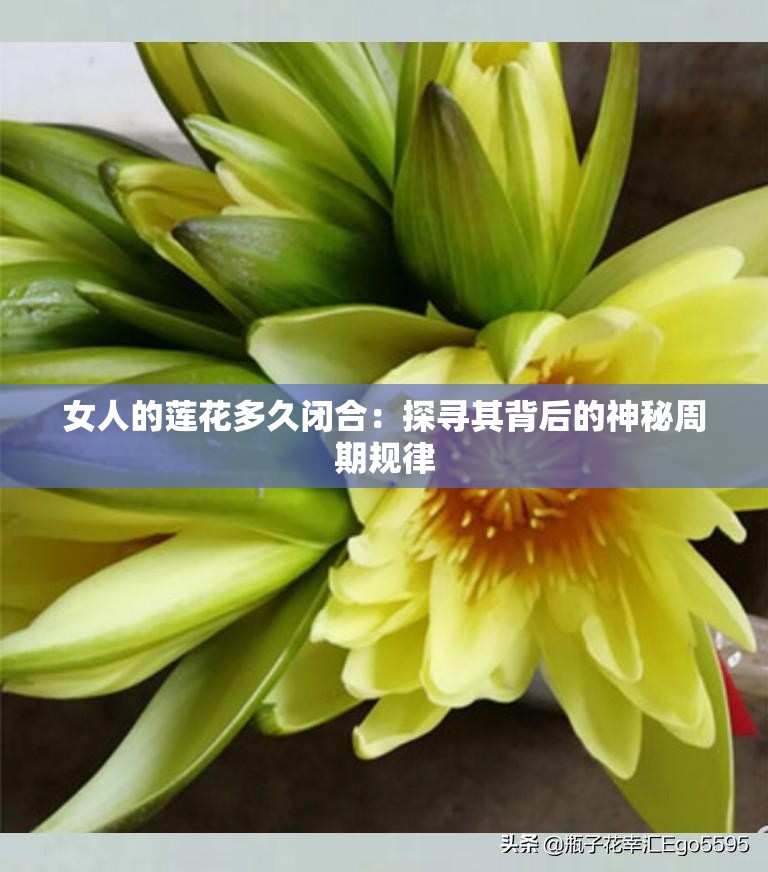 女人的蓮花多久閉合：探尋其背后的神秘周期規(guī)律