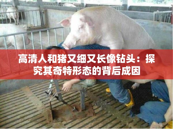 高清人和豬又細又長像鉆頭：探究其奇特形態(tài)的背后成因