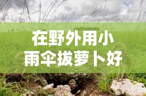 在野外用小雨傘拔蘿卜好嗎：探討這種奇特行為的可行性
