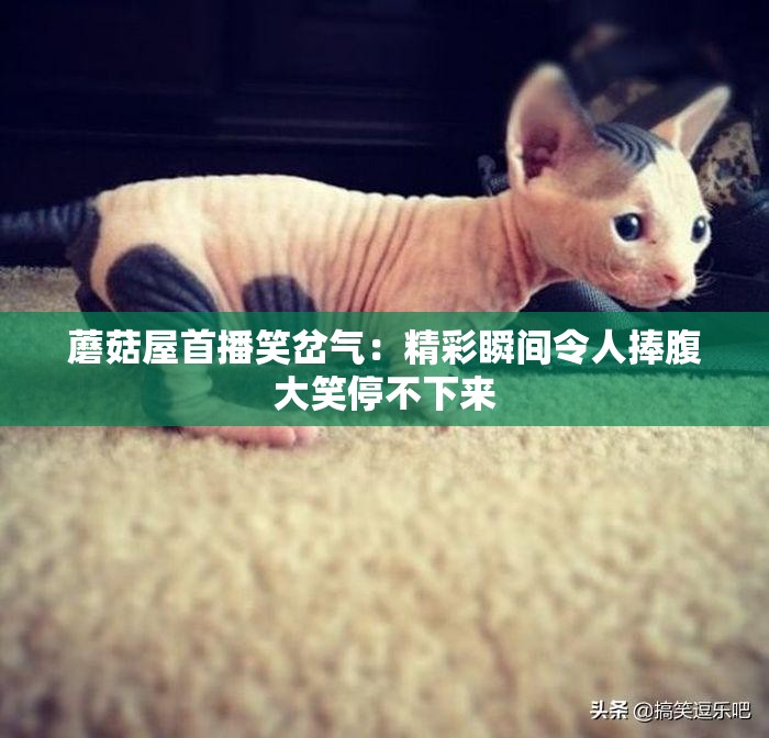 蘑菇屋首播笑岔氣：精彩瞬間令人捧腹大笑停不下來