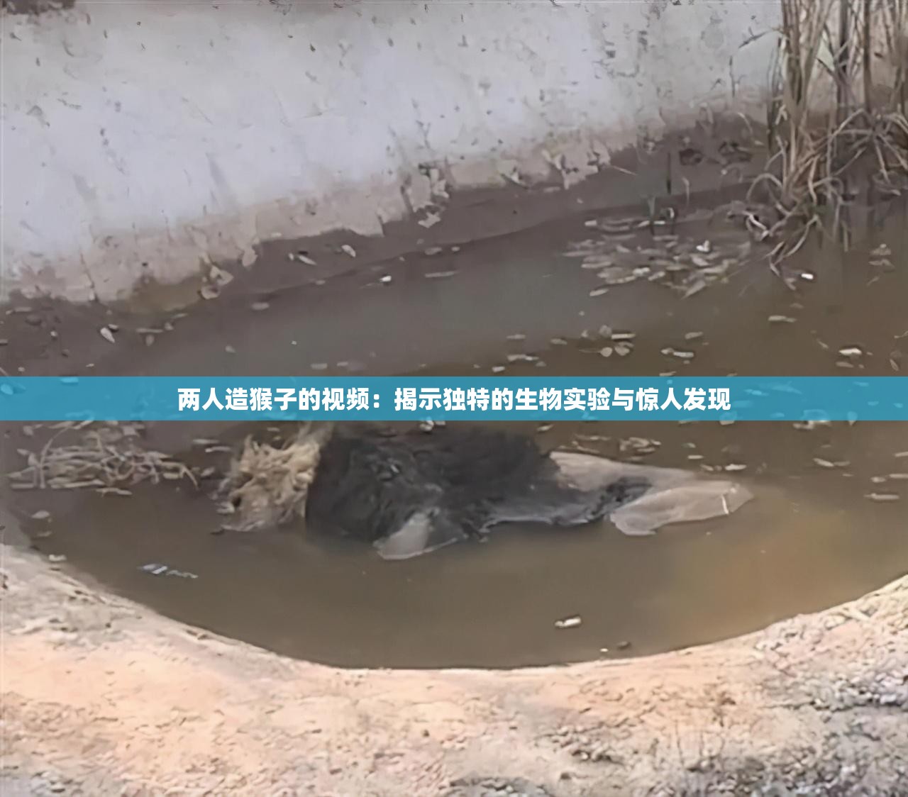 兩人造猴子的視頻：揭示獨(dú)特的生物實(shí)驗(yàn)與驚人發(fā)現(xiàn)