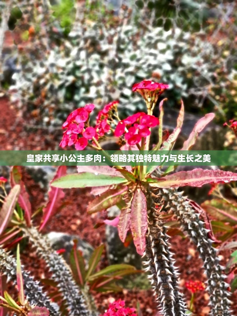 皇家共享小公主多肉：領略其獨特魅力與生長之美