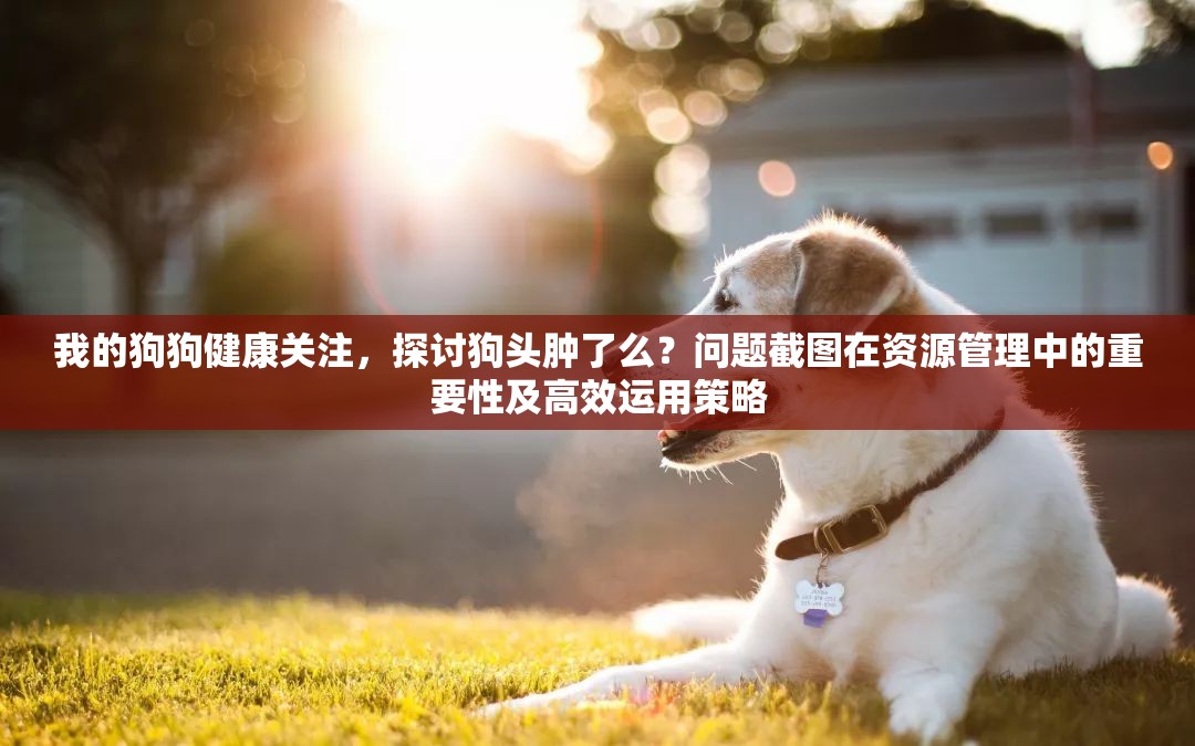 我的狗狗健康關注，探討狗頭腫了么？問題截圖在資源管理中的重要性及高效運用策略