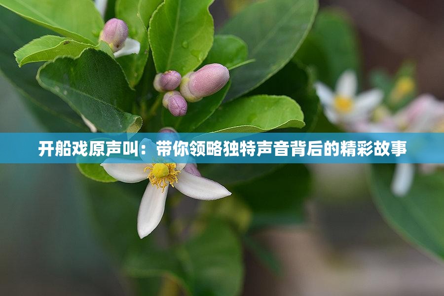 開船戲原聲叫：帶你領略獨特聲音背后的精彩故事