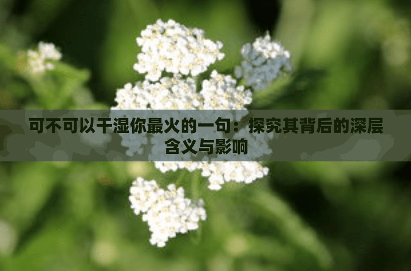 可不可以干濕你最火的一句：探究其背后的深層含義與影響