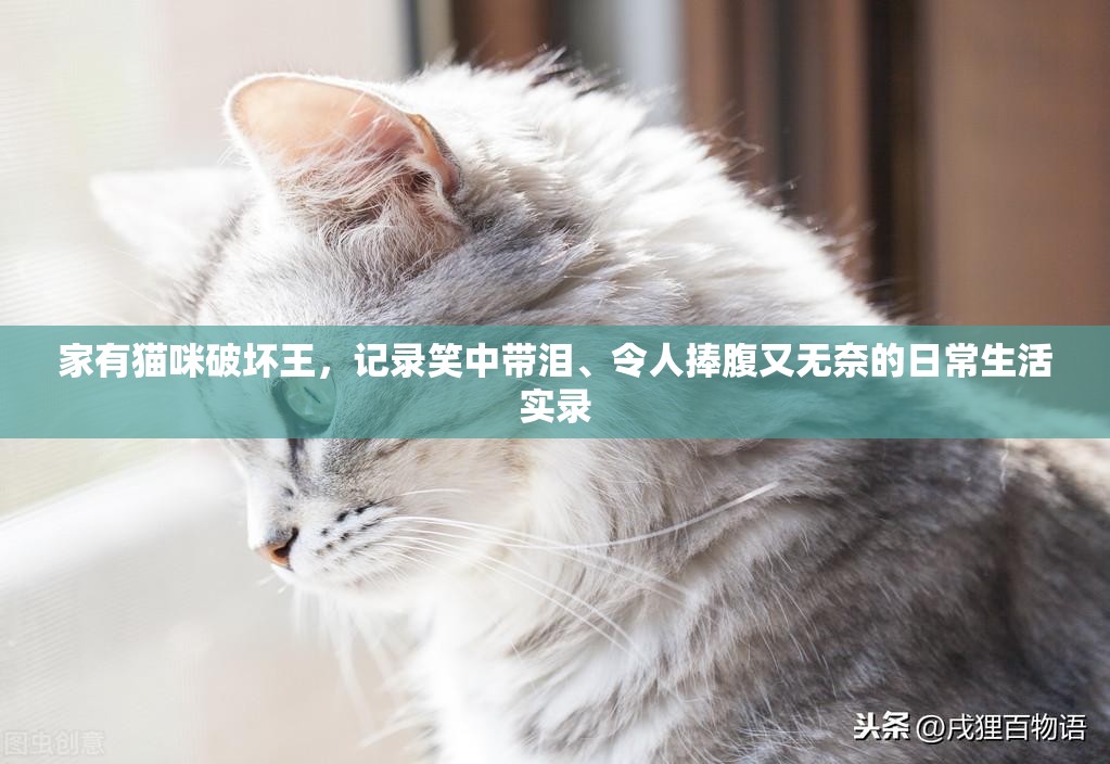 家有貓咪破壞王，記錄笑中帶淚、令人捧腹又無奈的日常生活實(shí)錄