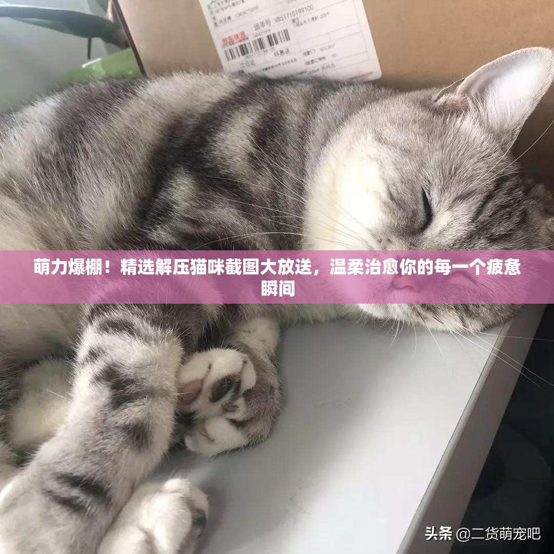 萌力爆棚！精選解壓貓咪截圖大放送，溫柔治愈你的每一個(gè)疲憊瞬間