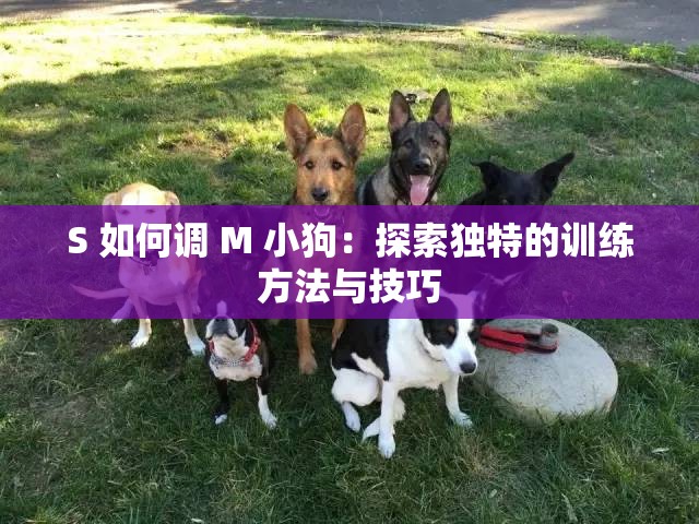 S 如何調(diào) M 小狗：探索獨(dú)特的訓(xùn)練方法與技巧
