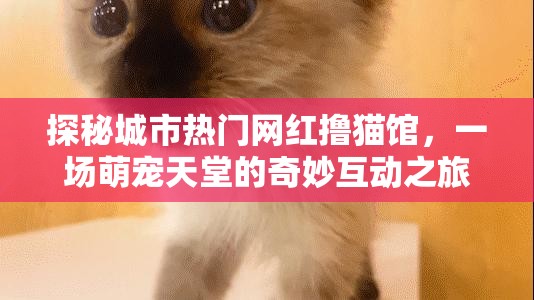 探秘城市熱門網(wǎng)紅擼貓館，一場(chǎng)萌寵天堂的奇妙互動(dòng)之旅