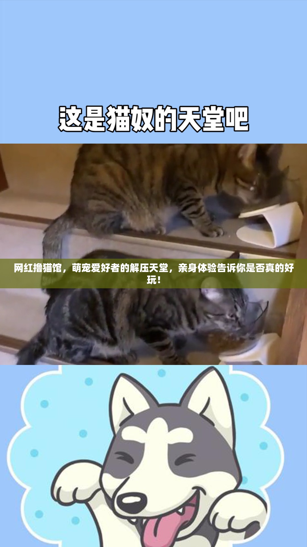 網(wǎng)紅擼貓館，萌寵愛好者的解壓天堂，親身體驗(yàn)告訴你是否真的好玩！