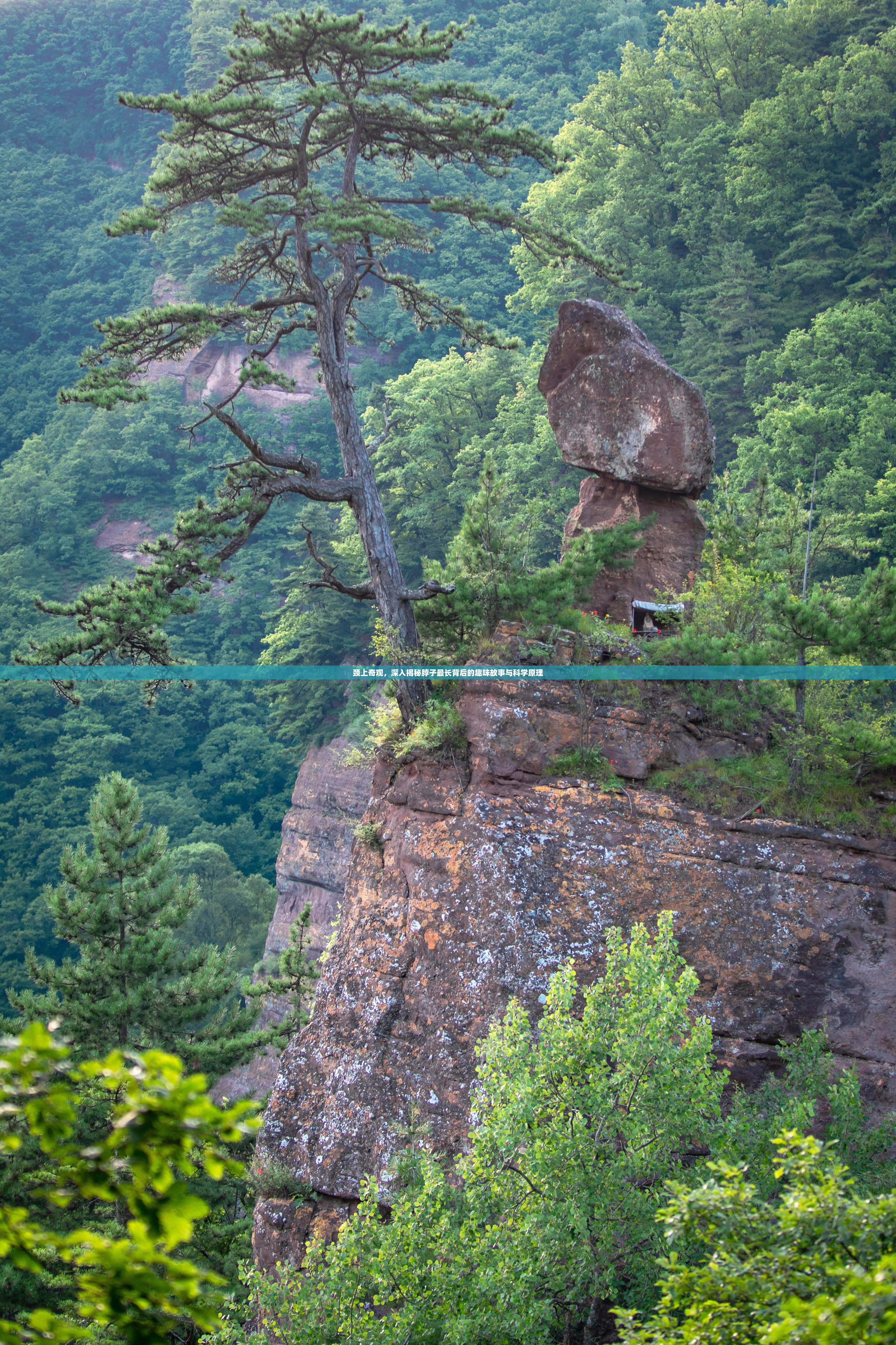 頸上奇觀，深入揭秘脖子最長背后的趣味故事與科學原理
