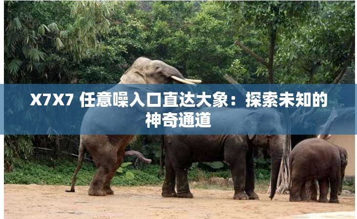 X7X7 任意噪入口直達(dá)大象：探索未知的神奇通道