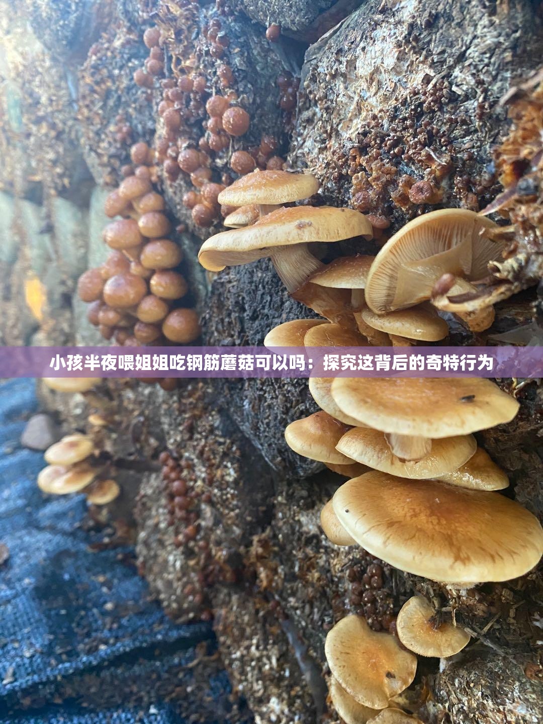 小孩半夜喂姐姐吃鋼筋蘑菇可以嗎：探究這背后的奇特行為
