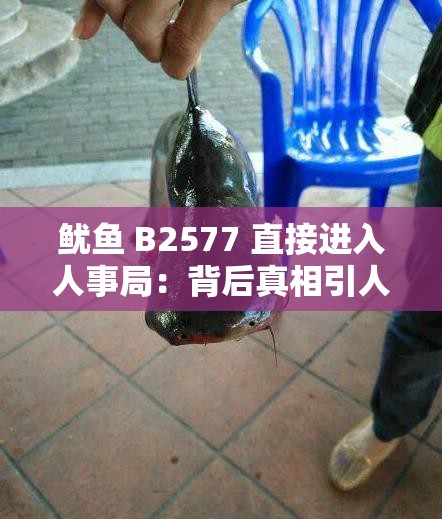 魷魚 B2577 直接進入人事局：背后真相引人深思