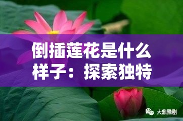 倒插蓮花是什么樣子：探索獨特形態(tài)與魅力所在