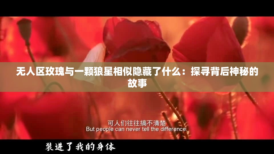 無人區(qū)玫瑰與一顆狼星相似隱藏了什么：探尋背后神秘的故事