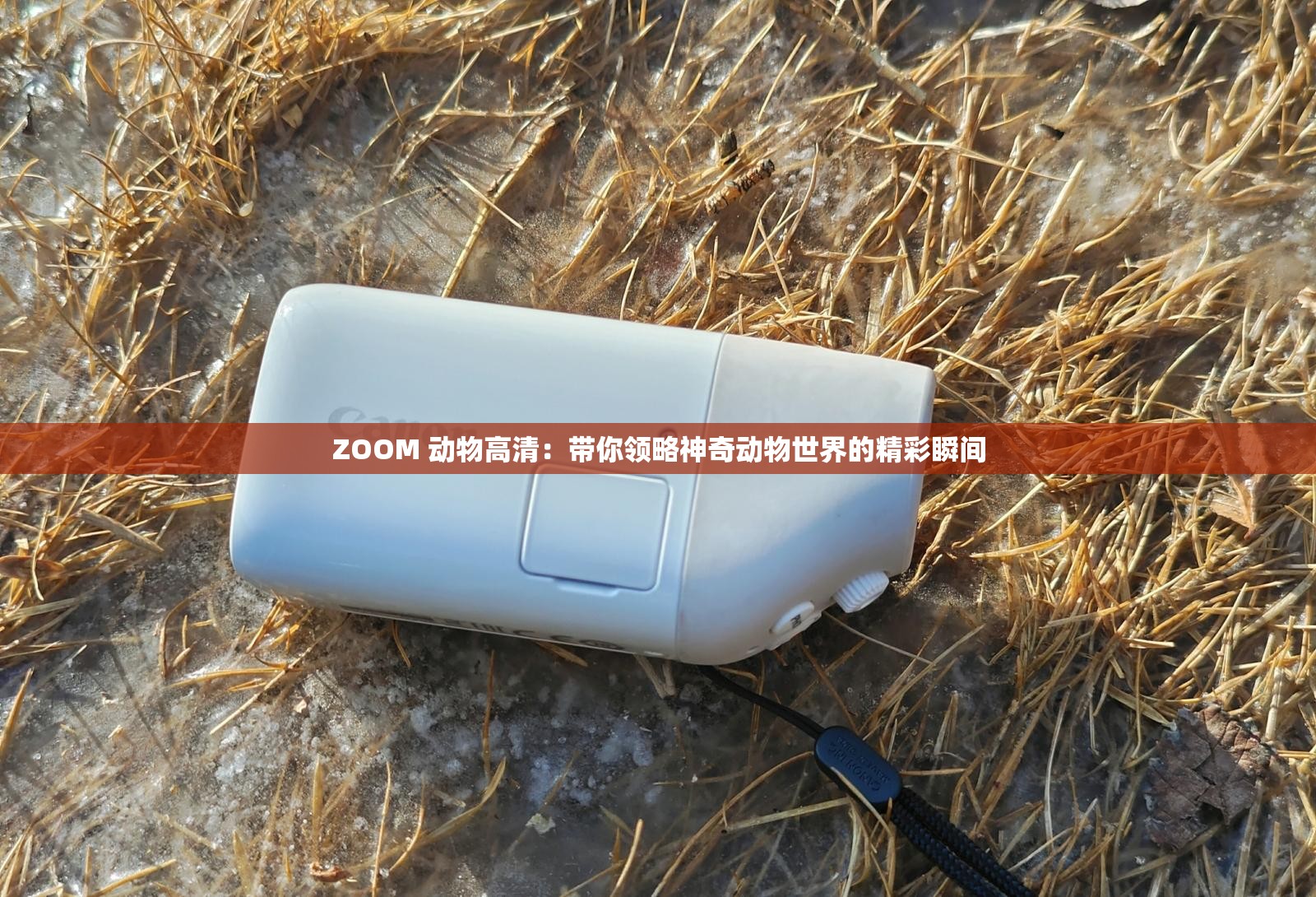 ZOOM 動(dòng)物高清：帶你領(lǐng)略神奇動(dòng)物世界的精彩瞬間