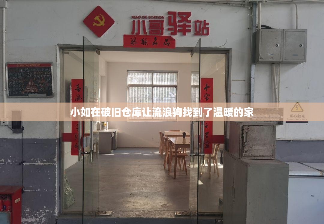 小如在破舊倉(cāng)庫(kù)讓流浪狗找到了溫暖的家