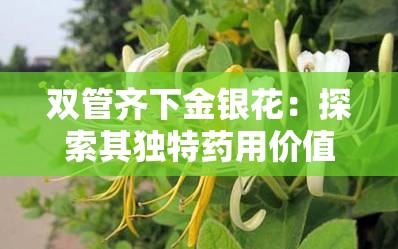 雙管齊下金銀花：探索其獨(dú)特藥用價(jià)值與魅力所在