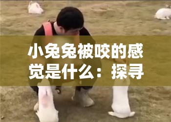 小兔兔被咬的感覺(jué)是什么：探尋其背后的生理與心理反應(yīng)